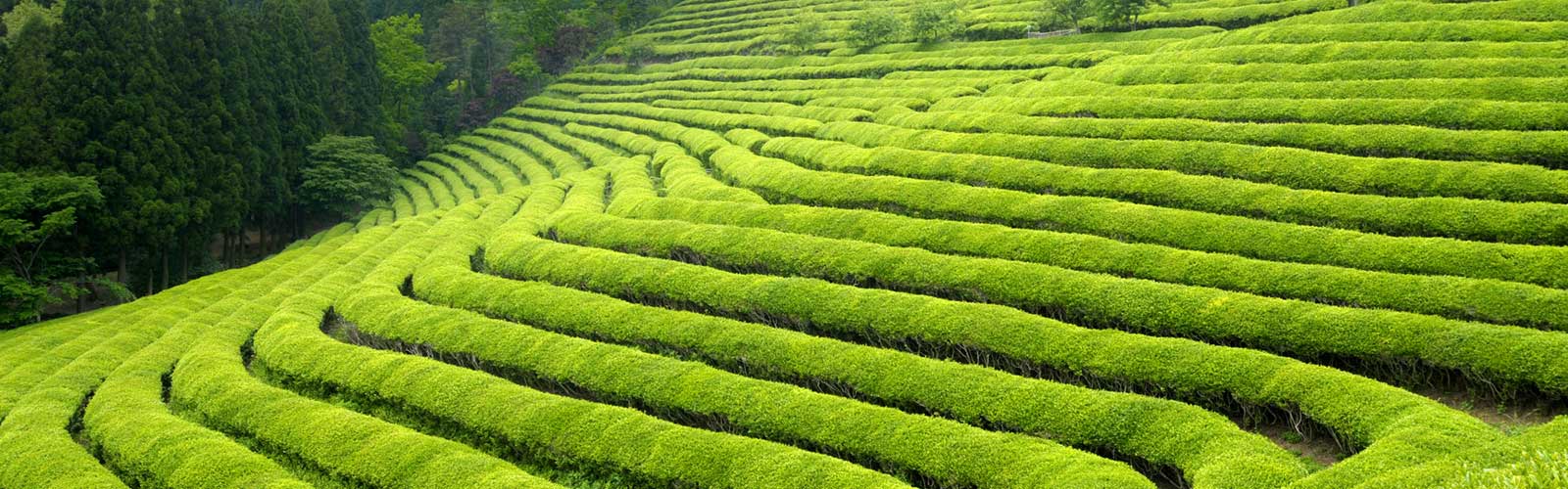 http://Tea%20garden